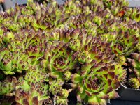 Sempervivum Black Top P1