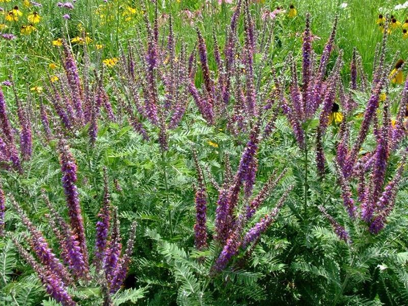 Amorpha canescens P1