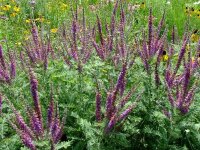 Amorpha canescens P1