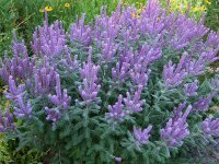 Amorpha canescens P1