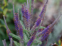 Amorpha canescens P1