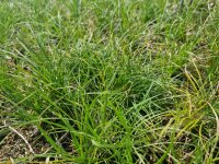 Carex supina