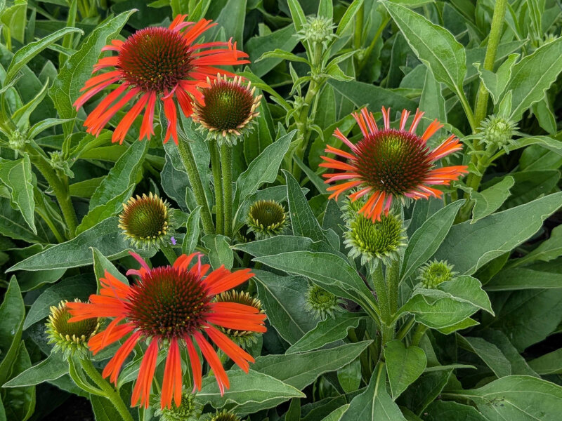 Echinacea Skipper Orange® P1