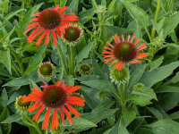 Echinacea Skipper Orange® P1