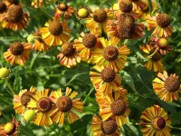 Helenium Hybr. Lukas*** P1