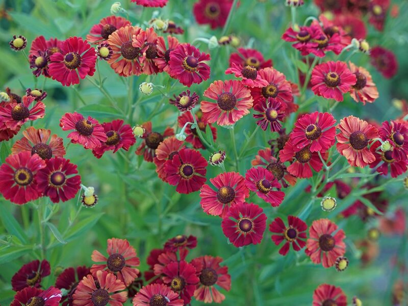 Helenium Hybr. Red Dots P1