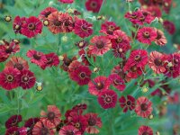Helenium Hybr. Red Dots P1