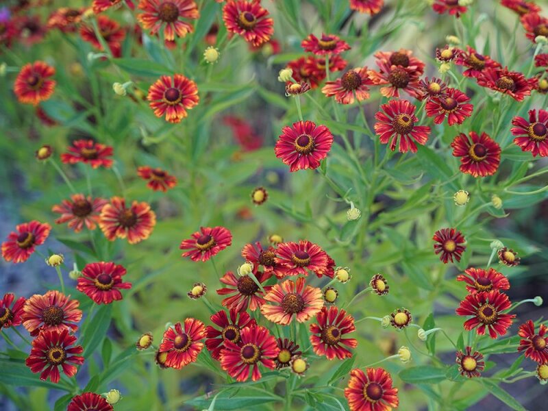 Helenium Hybr. Runder August P1