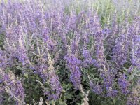 Perovskia atriplicifolia Prime Time ®