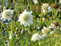 Cephalaria radiata (leucantha) Moldova