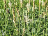 Plantago media