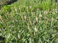 Plantago media