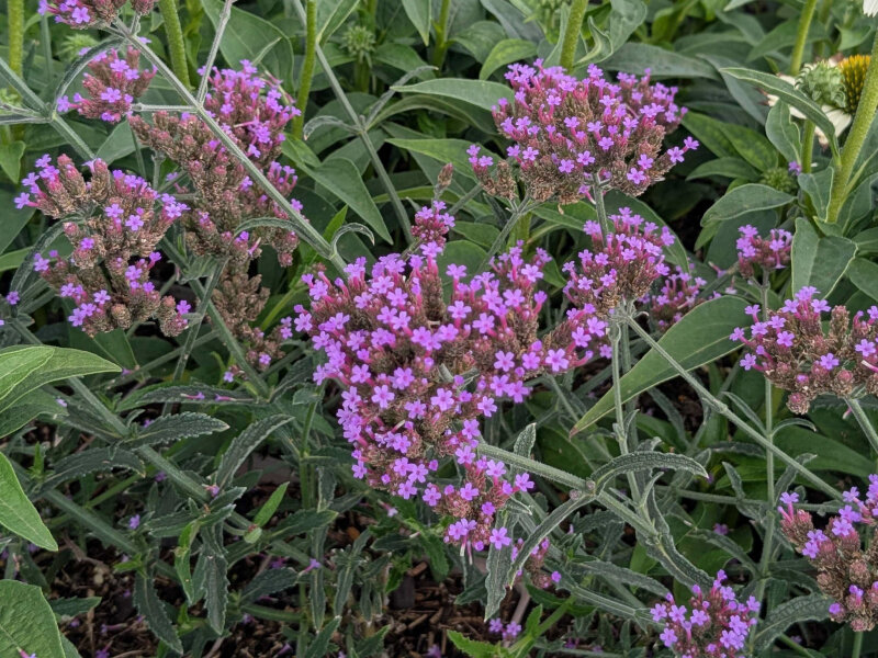 Verbena bonariensis Lollipop ® P1