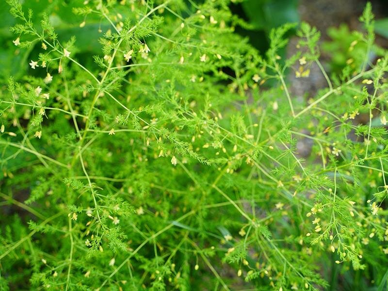 Asparagus officinalis