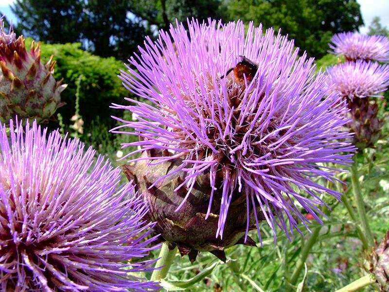 Cynara scolimus