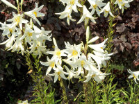 Lilium candidum (1 Stk)