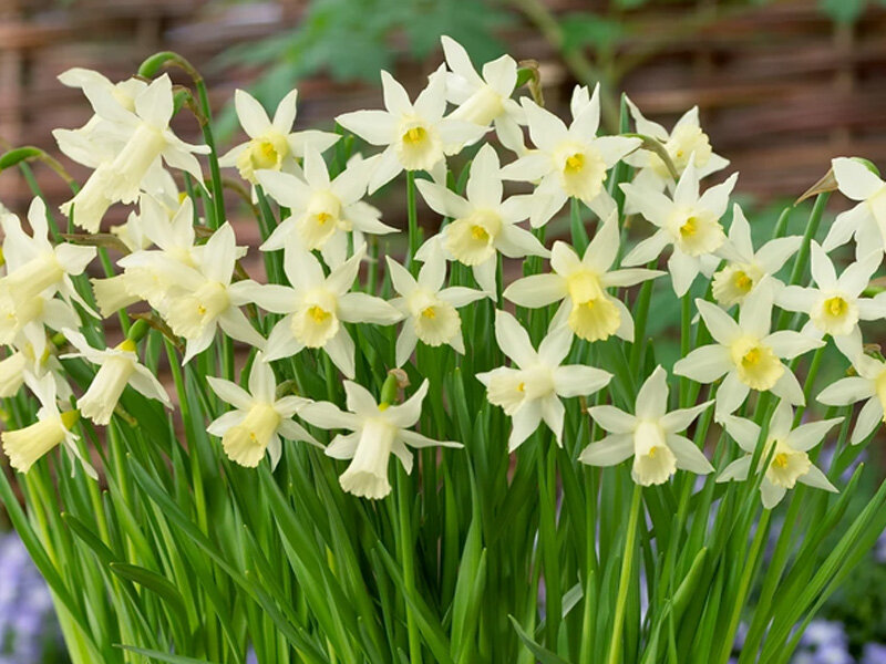 Narcissus cyclamineus Elka (10 Stk.)