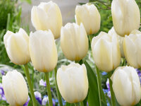 Tulipa Pays Bas (5 Stk.)
