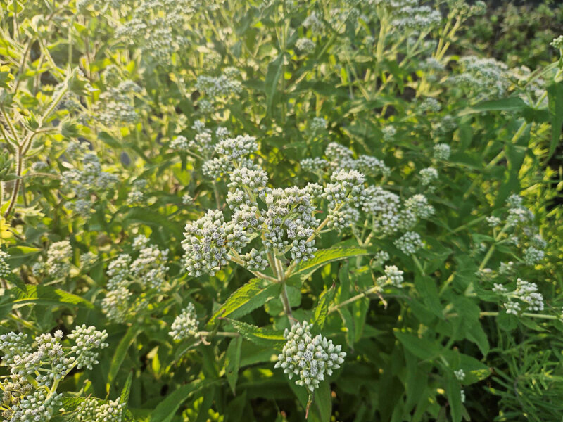Eupatorium perfoliatum