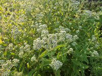 Eupatorium perfoliatum