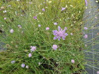 Scabiosa triandra