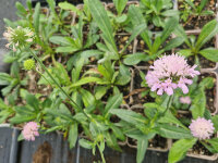 Knautia midzovaensis