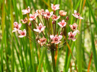 Butomus umbellatus