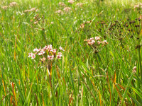 Butomus umbellatus