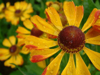 Helenium Hybr. Rauchtopas P1