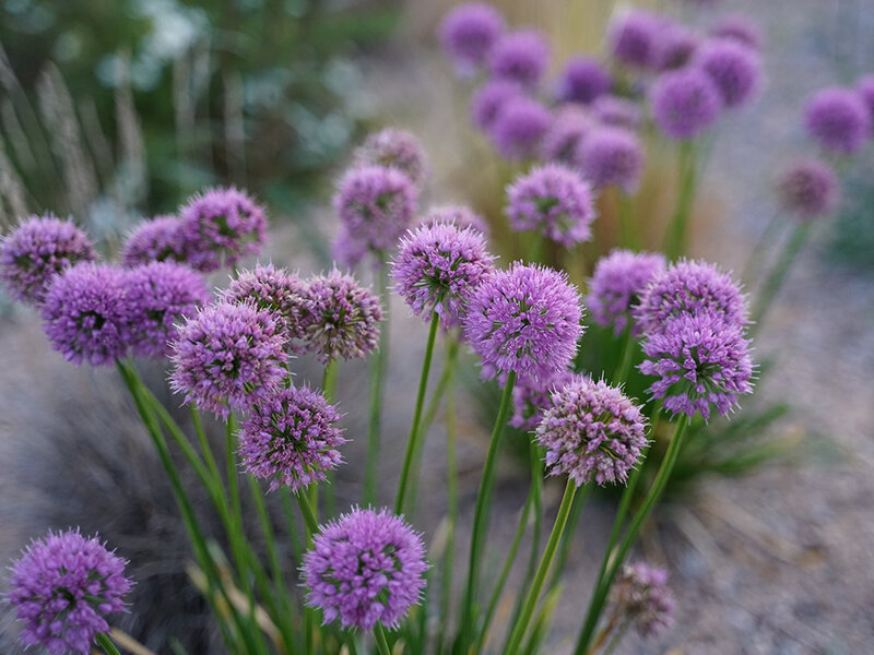 Allium senescens-Hybr. Little Saphire