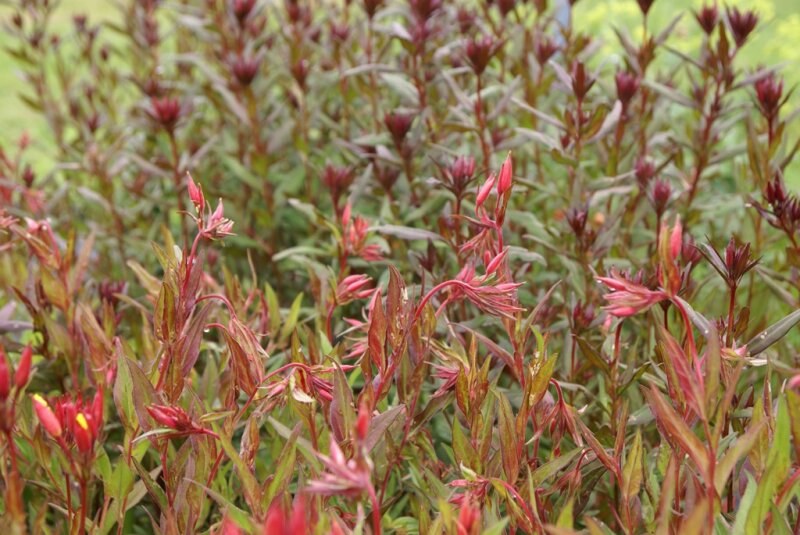 Oenothera fruticosa