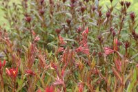 Oenothera fruticosa