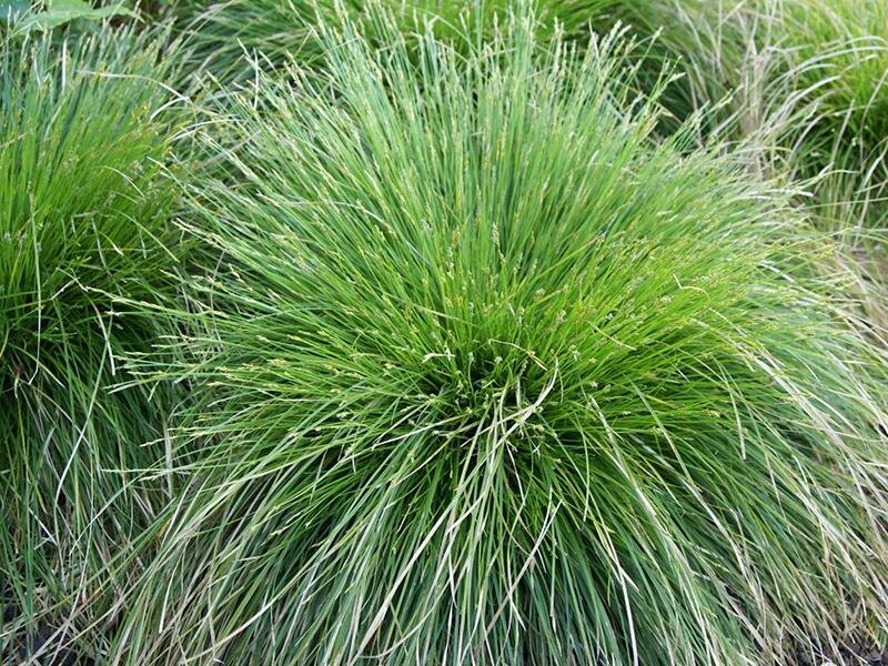 Carex cherokeensis