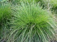 Carex cherokeensis