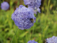 Scabiosa caucasica Gudrun