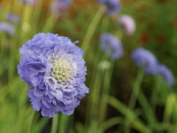 Scabiosa caucasica Gudrun