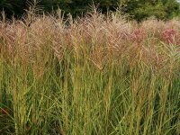 Miscanthus Sinensis-Hybr. Red Chief P1