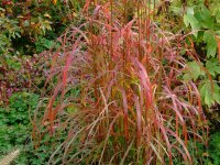 Miscanthus Sinensis-Hybr. Red Chief P1