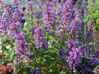 Agastache Hybr. Spicey