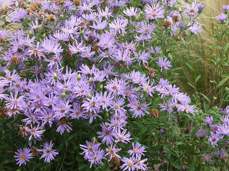 Aster (Eurybia) spectabilis JS Macho Blue