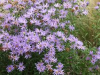 Aster (Eurybia) spectabilis JS Macho Blue