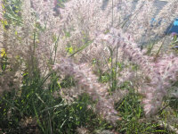 Pennisetum orientale JS Dance With Me