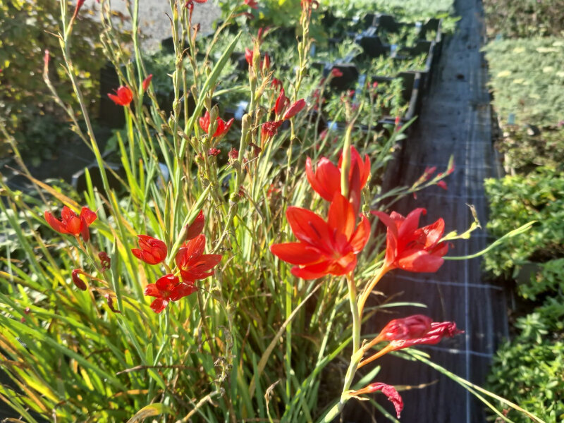 Schizostylis (Hesperantha) coccinea Major