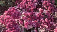 Sedum Hybr. Seduction Rosé Soirée®