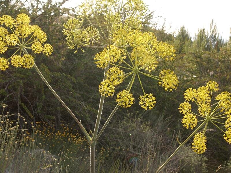 Ferula communis subsp. glauca