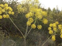 Ferula communis subsp. glauca