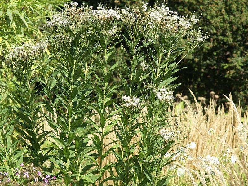 Vernonia novaeboracensis Speyerer Schneekuppel