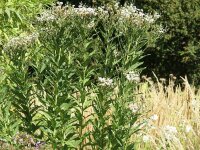 Vernonia novaeboracensis Speyerer Schneekuppel