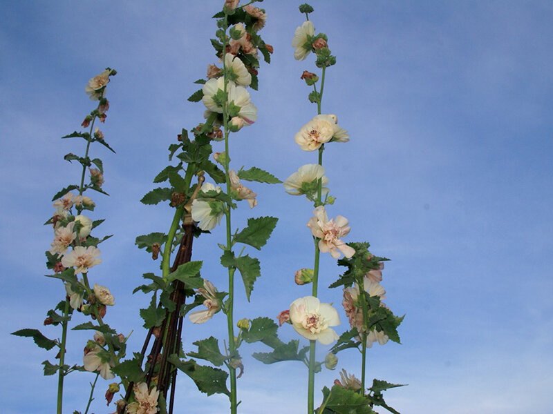 Alcea-Hybr. Parkallee