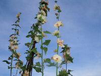 Alcea-Hybr. Parkallee